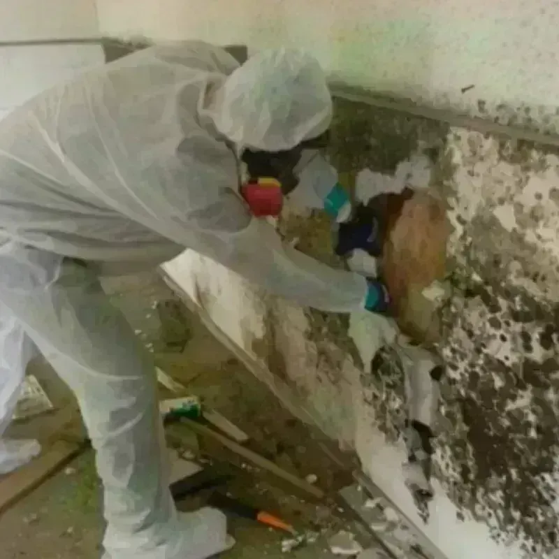 Mold Remediation and Removal in Scotland County, NC